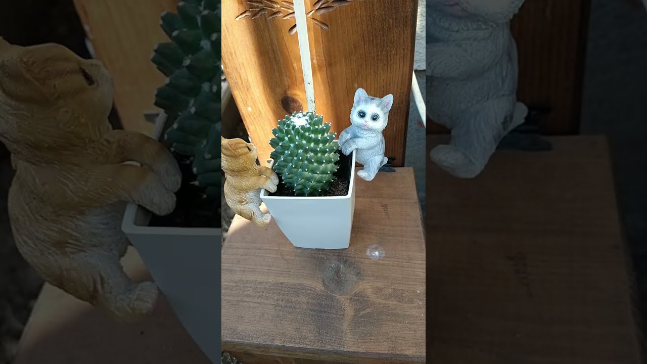 CUTE 🥰 CACTUS 🌵🌵🌵🌵