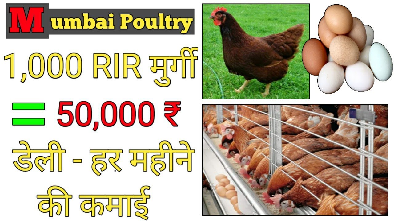 44, RIR, rir murgi farm, rir chicken breed, rhode island red chickens, rir murgi, rir layer farming,