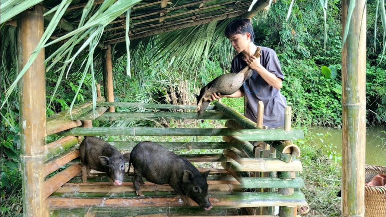 Binh built a pigsty and bought piglets to raise. He also picked fruit to sell