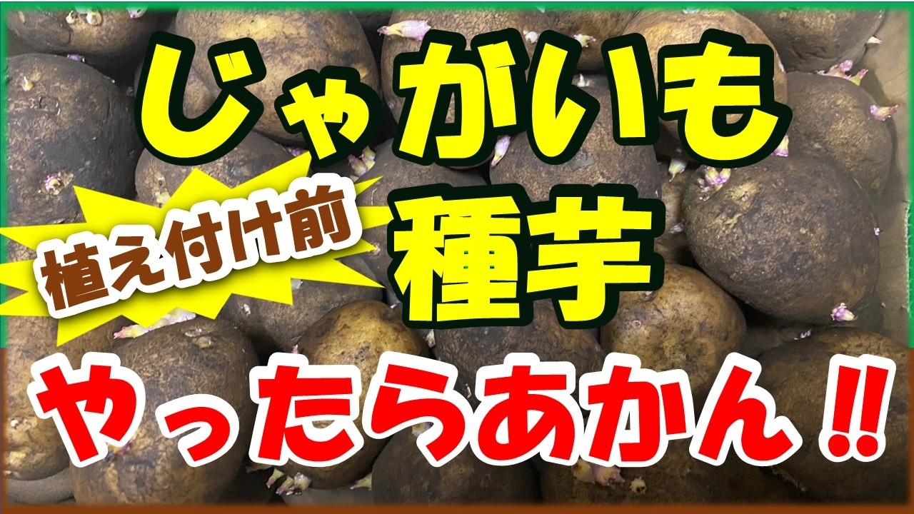 【じゃがいも種芋】植え付け前にやってはいけないこと