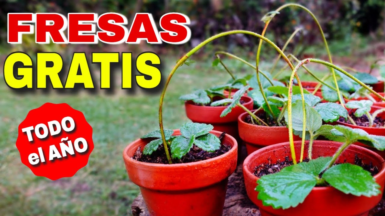 🍓 Fresas Frutillas SIN semillas por Estolones 👉Método MEDUSA