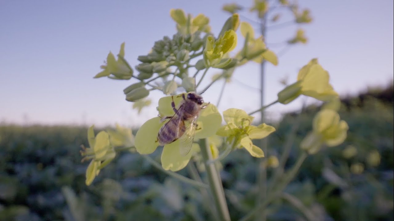 Viva mi Tierra, capítulo 4 - Mielmann