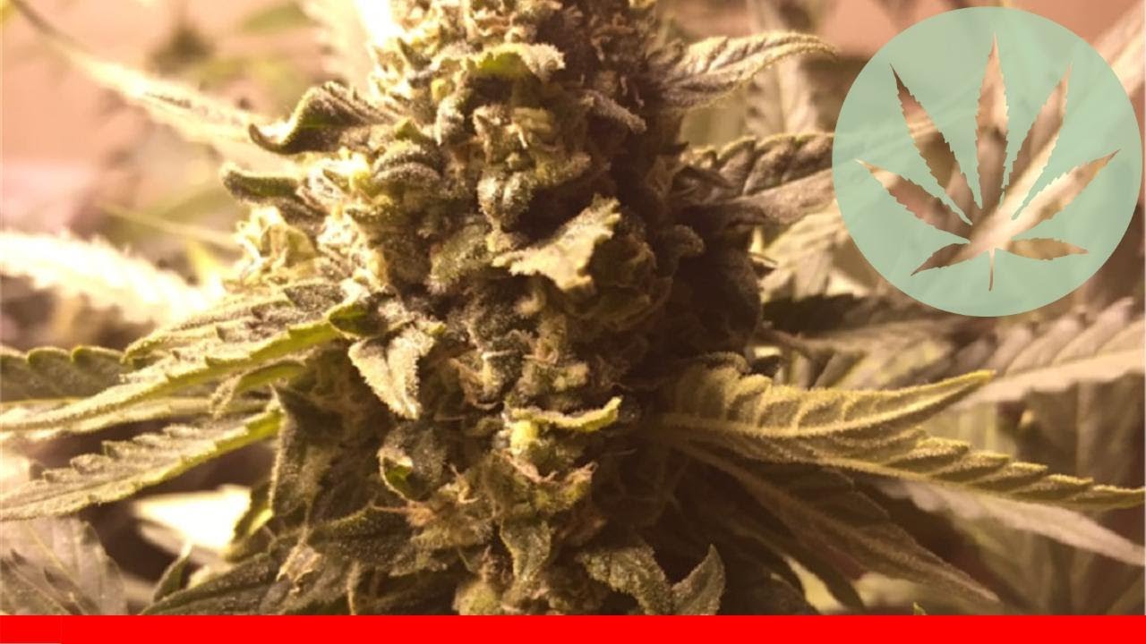 Critical Jack - All About This Strain