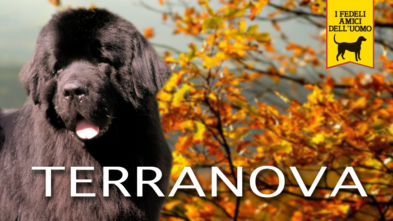 TERRANOVA, NEWFOUNDLAND trailer documentario (razza canina)