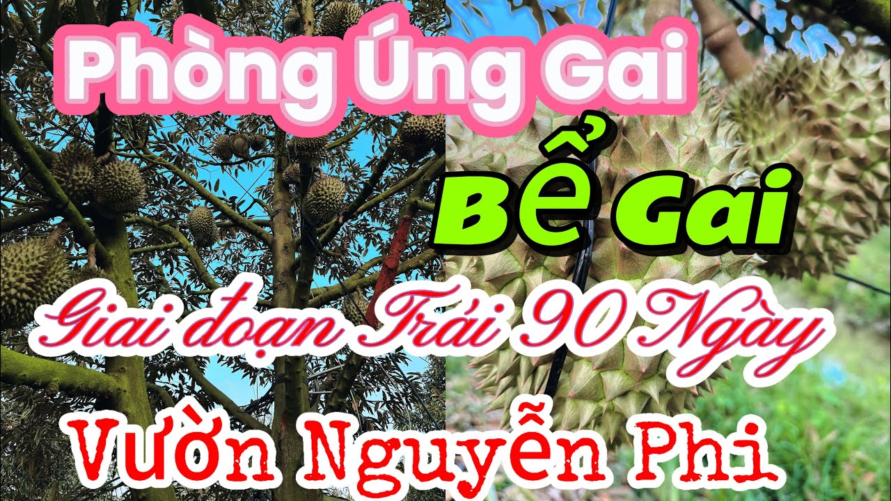 TẬP 215. PHÒNG ÚNG GAI BỂ GAI GIAI ĐOẠN TRÁI 90 NGÀY VƯỜN NGUYỄN PHI