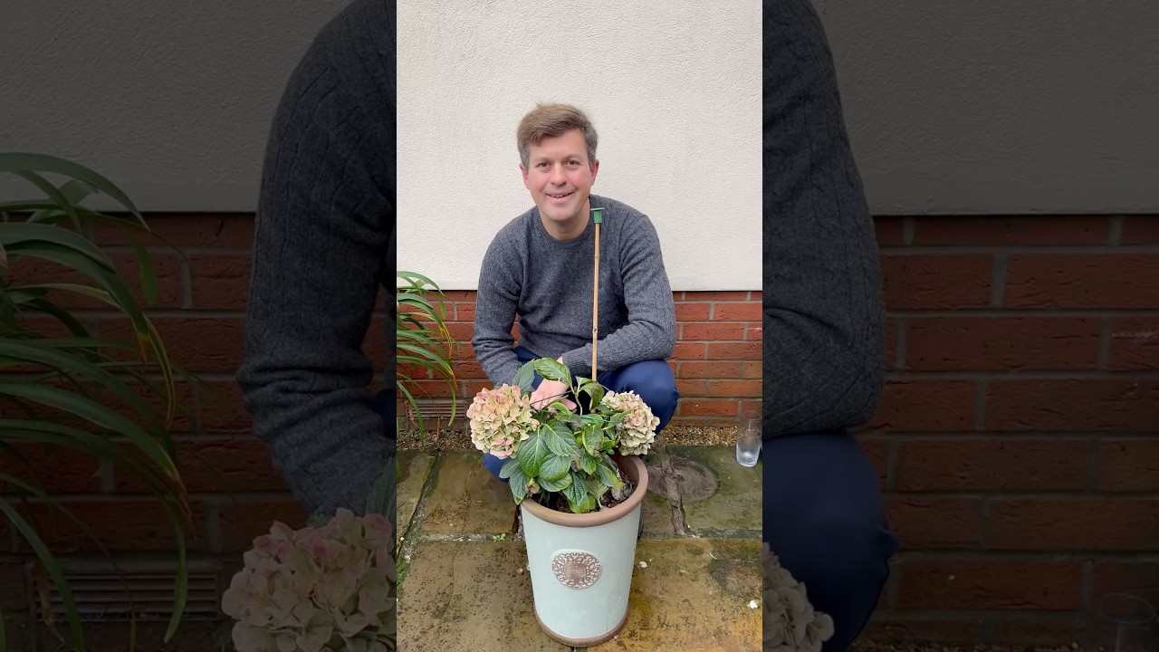 Potted Hydrangea Care