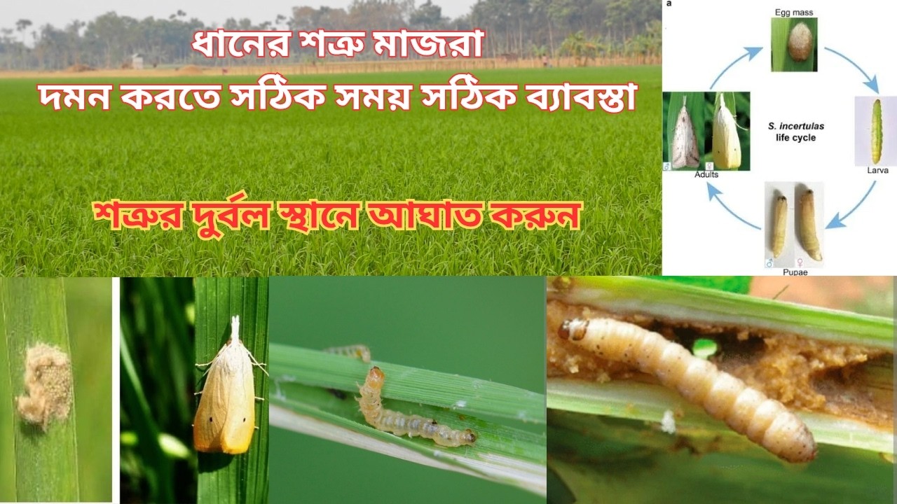ধানের মাজরা পোকা দমন করতে হলে। সঠিক সময় সঠিক ব্যাবস্তা নিন। মাজরা পোকার জীবন চক্র সম্পর্কে জানুন।