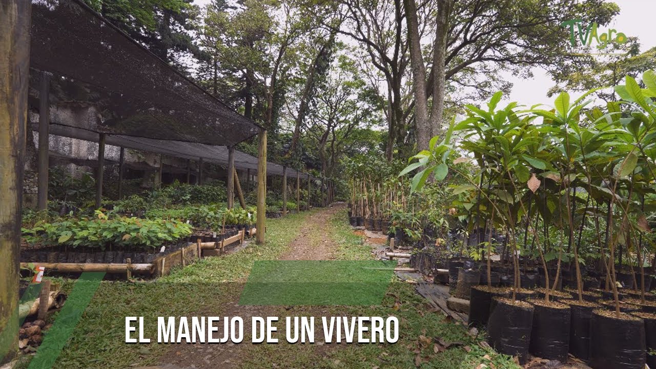El manejo de un vivero - TvAgro por Juan Gonzalo Angel Restrepo
