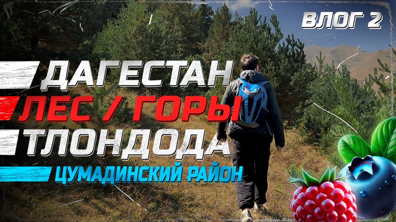 Влог 2. ТЛОНДОДА - Лес, горы и ягоды / Дагестан - Цумадинский район