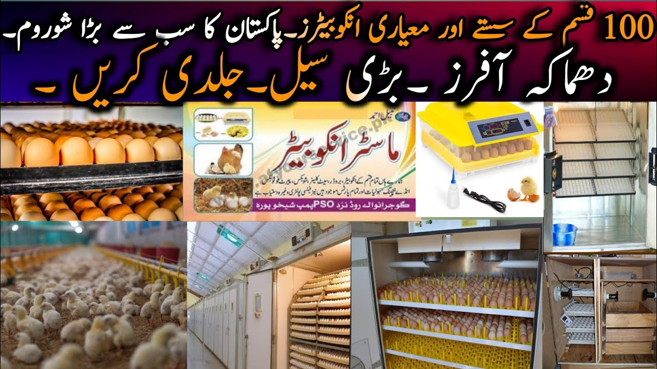 Best & Cheap Incubators in Pakistan||Egg Hatching Incubators in Pakistan||Best Business Idea