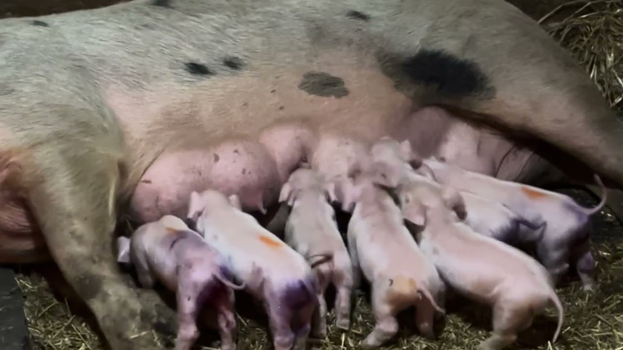 Feeding after iron vaccinations, 4 day old piglets💜
