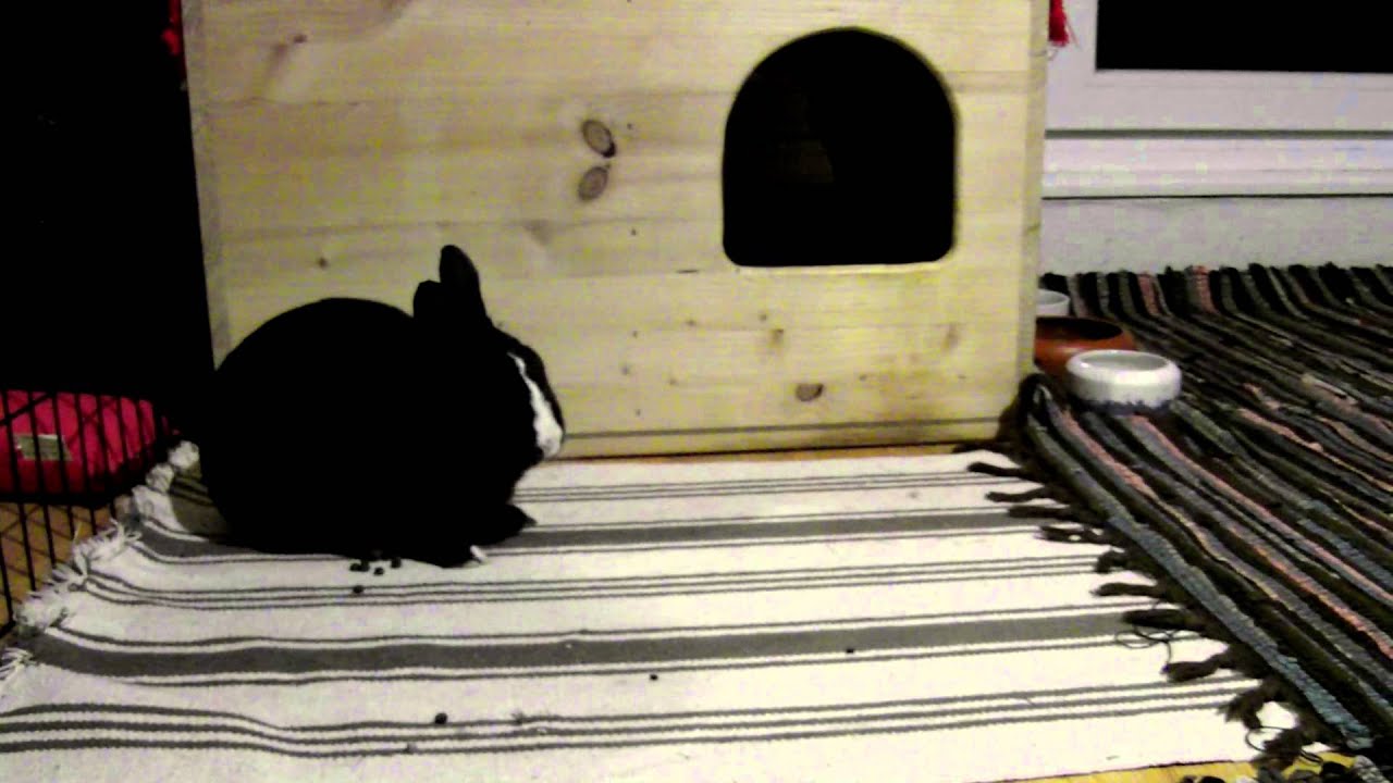 Kaninchen (08.02.15) Jilliel Schluckauf; Bambi hopst