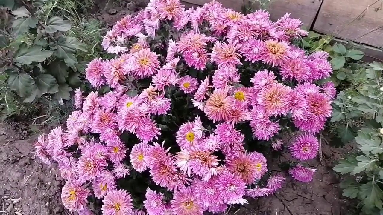 форма ШАРА - у корейской хризантемы! 💫💞🤩