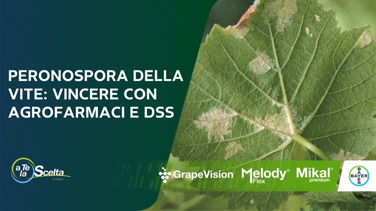 Peronospora della vite: quali fungicidi e DSS scegliere? «a Te la Scelta»