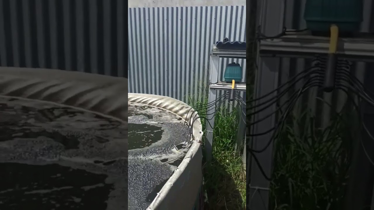 Apakah Aerator Jebo P 100 bisa dipakai untuk kolam bioflok diameter 4? #shorts #fypシ