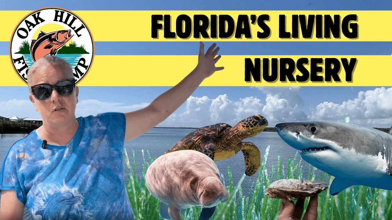 Inside Florida’s Indian River Lagoon Nursery: Baby Sharks, Seagrass, Mangroves & Oysters