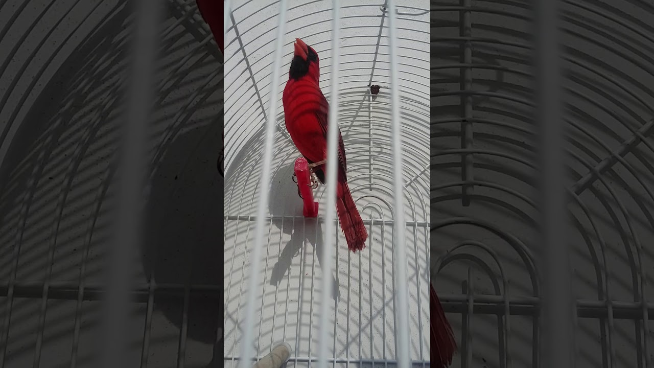 Cardenal maestro chiflando