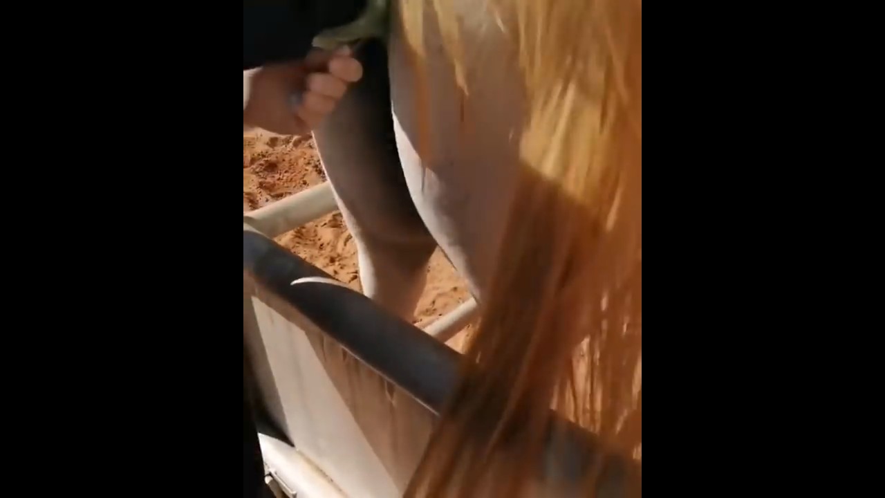 كيفية تلقيح الفرس العربي بالحقن الاصطناعي 💉