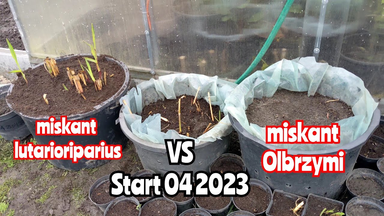 Miscanthus &times; giganteus vs Miscanthus lutarioriparius. Jaki będzie przyrost roczny. Cz.1