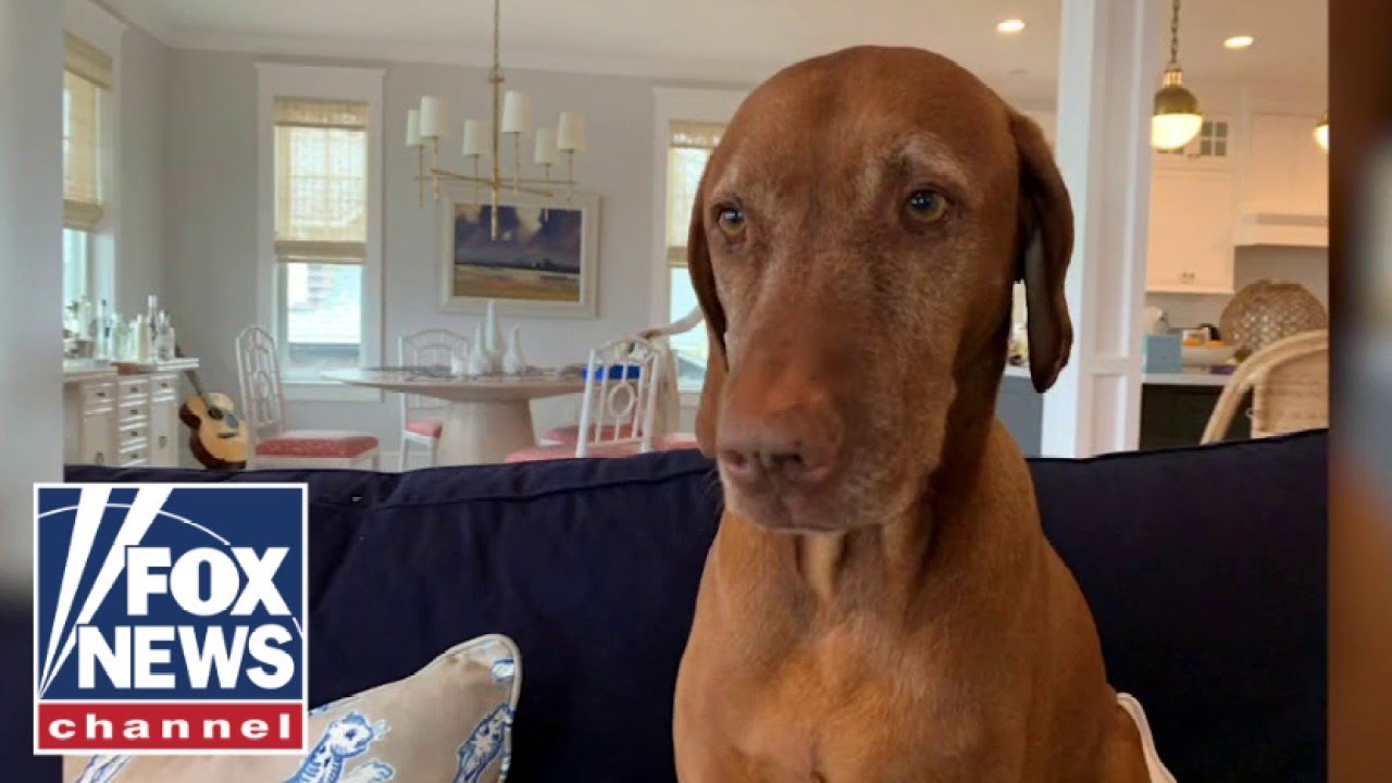 'The Five' pays tribute to Jasper, 'America's dog'