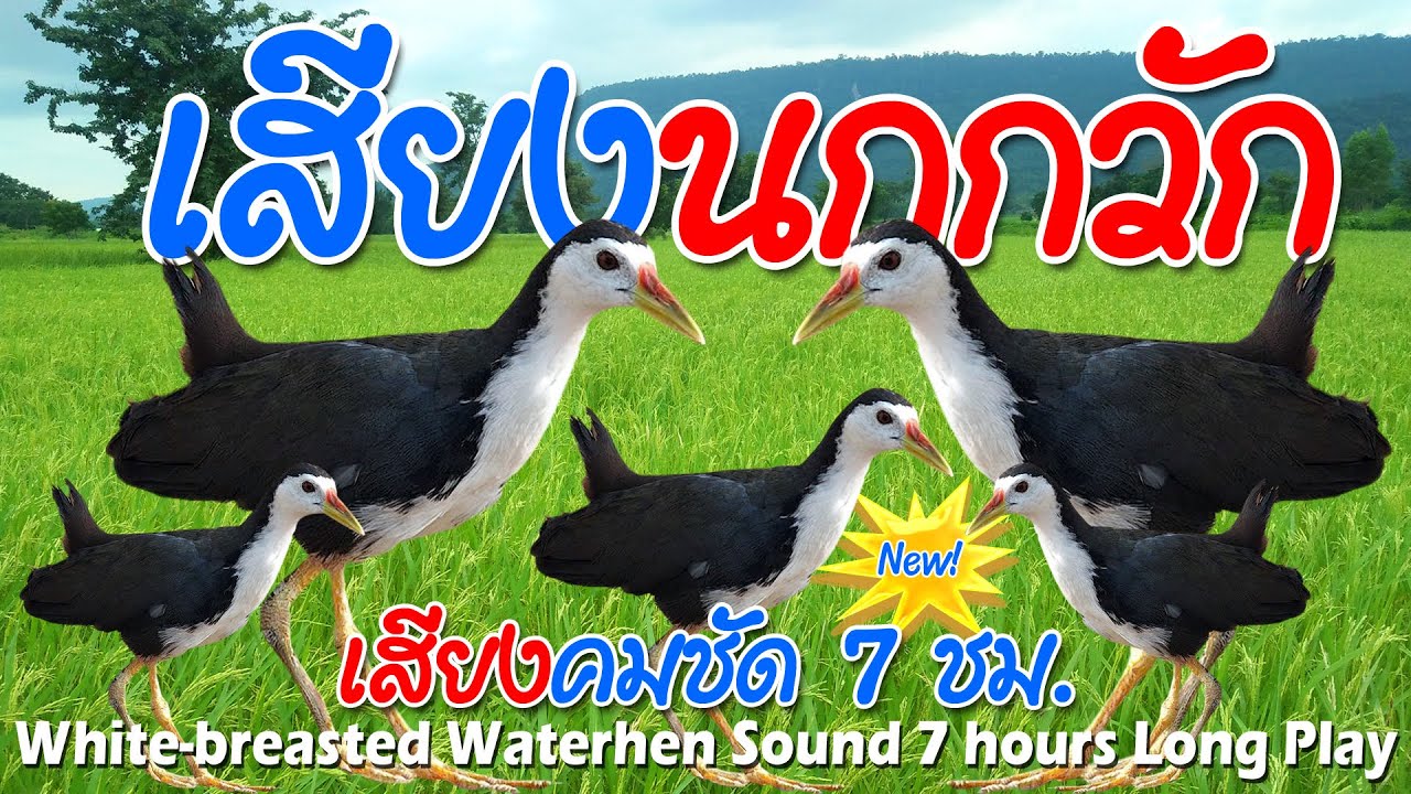 เสียงนกกวักตัวเมียต่อกลางคืน เสียงนกไก่นาตัวเมียต่อกลางคืน นกเข้าเร็วได้ผลแน่นอน100% เสียงชัดเจน100%