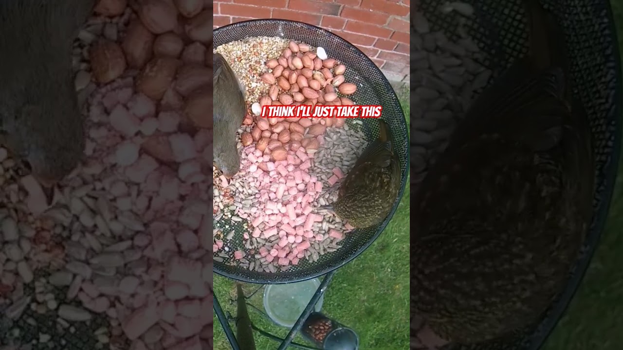 feed me mum! #birds #nature #feedercam #birdslover #birdwatchinguk