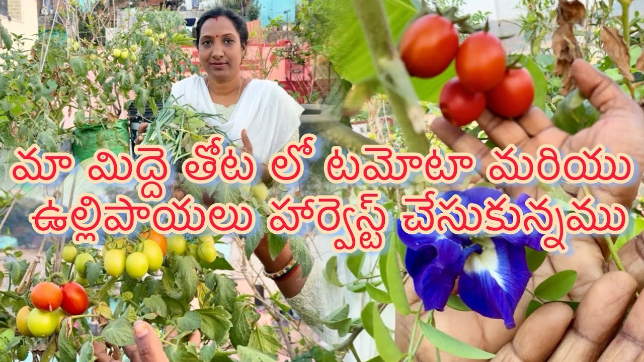 Ma midhe thota lo tomato and onions harvest chesukunnamu