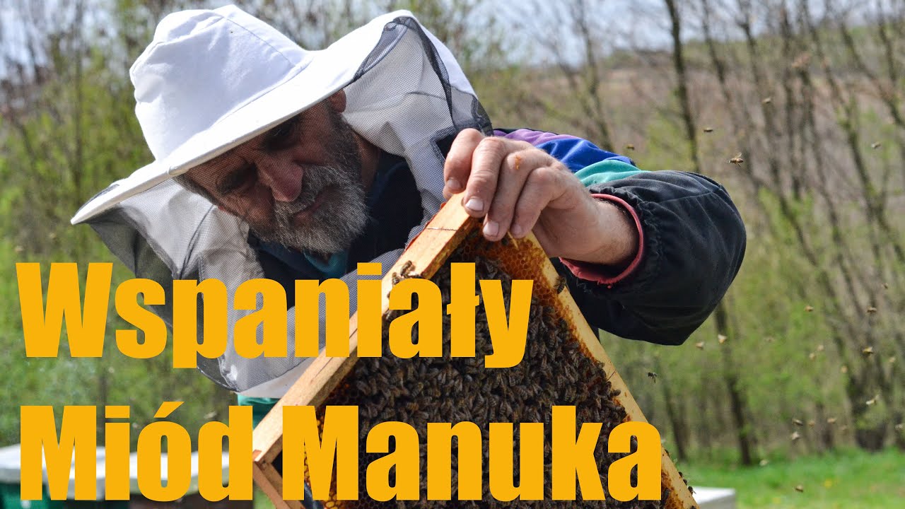 Miód manuka właściwości