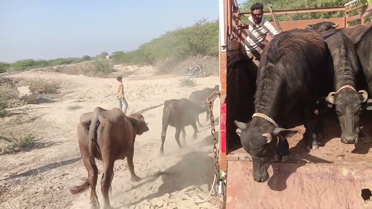 #top #banni #baffalo #viral #viralvideo #villagelife 