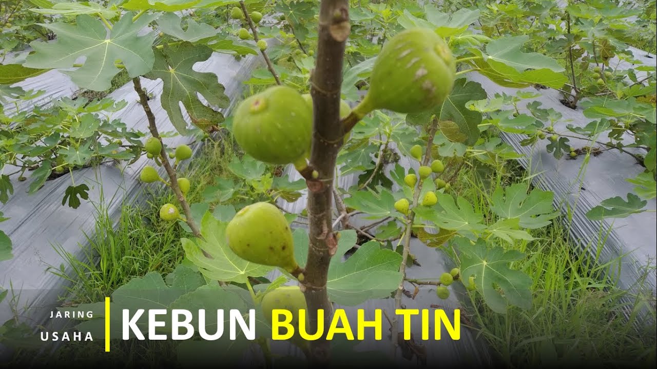 Kebun Buah Tin Berbagai Jenis, Perawatan Mudah Rejeki Melimpah