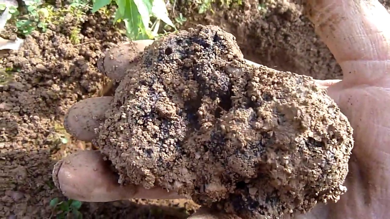 A la recherche de la truffe noir