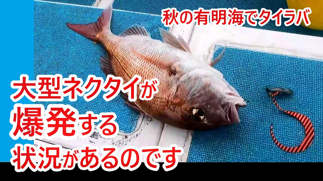 【タイラバ遊漁船】大型ネクタイの効果を検証しようとしたら、マスターカーリーストロングだけにバイト多発という事態に【天草・有明海】