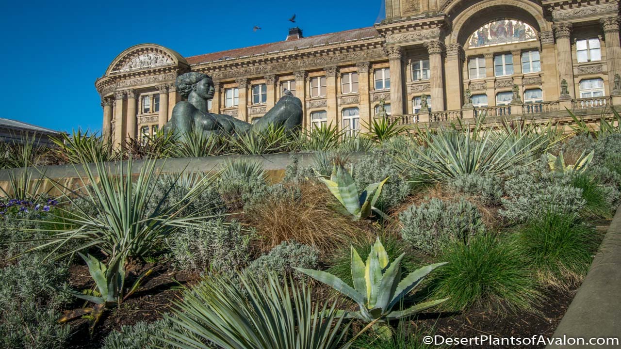 Cold Hardy Agave's in England