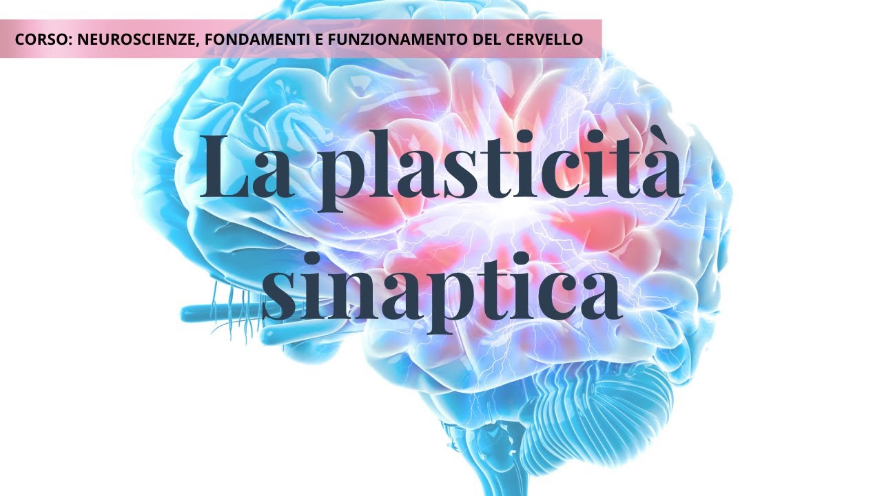 Plasticità sinaptica | Lezione 4