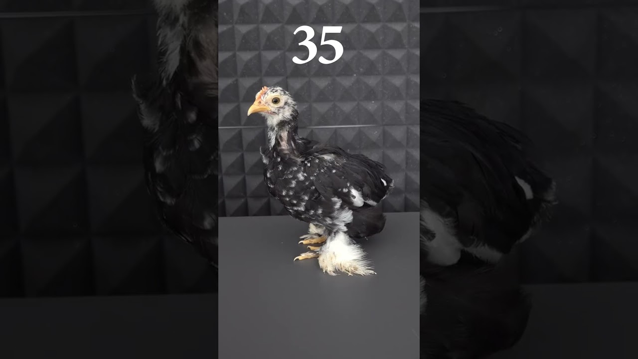 75 kunlik yapon tovuq