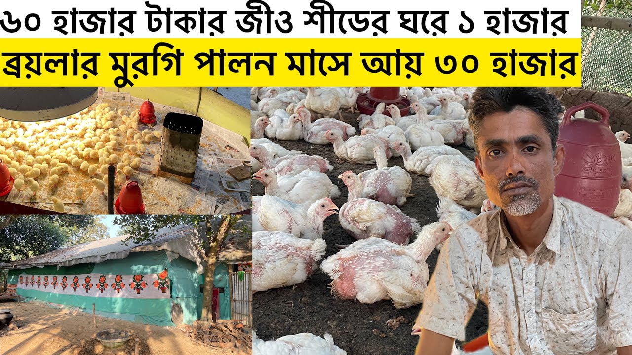  জীও শীডের ঘরের ১ হাজার ব্রয়লার মুরগি পালন | contact farming in Bangladesh | boiler murgi form