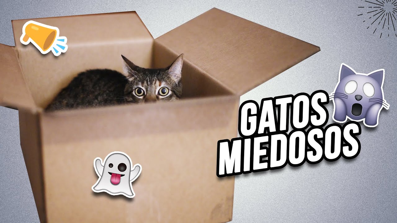 GATOS MIEDOSOS 🙀👻| Cómo hacer que tu gato deje de tener miedo y gane confianza contigo y su entorno