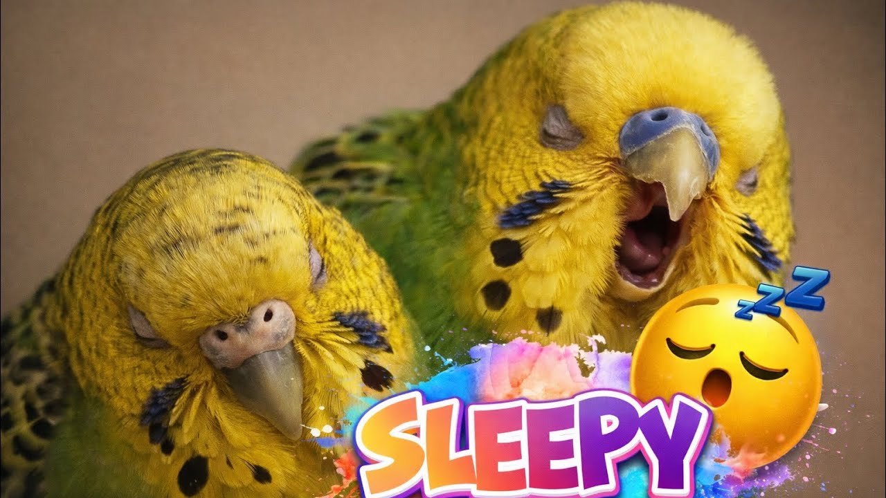 Sleepy budgies