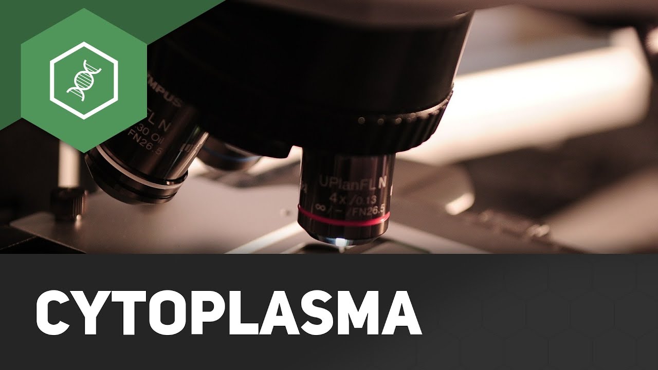 Cytoplasma