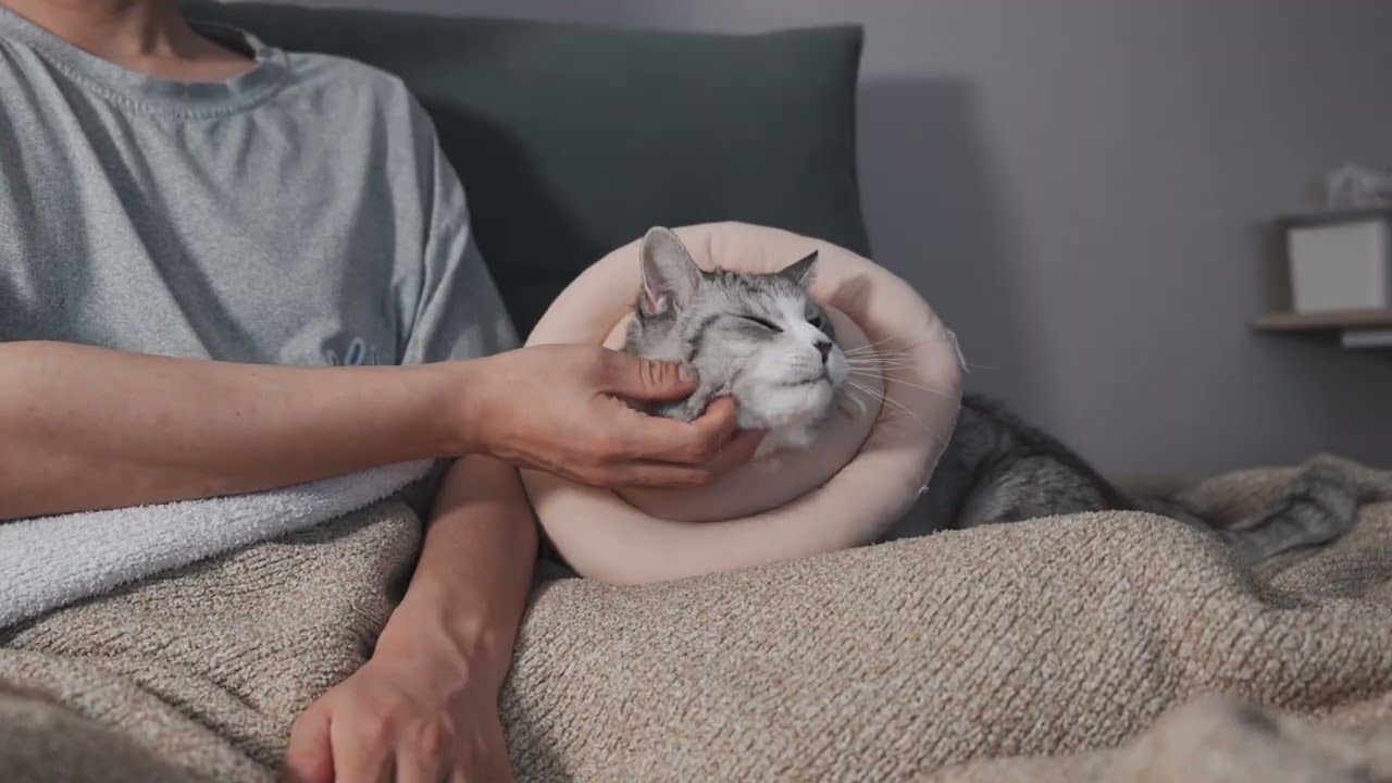 고양이 61