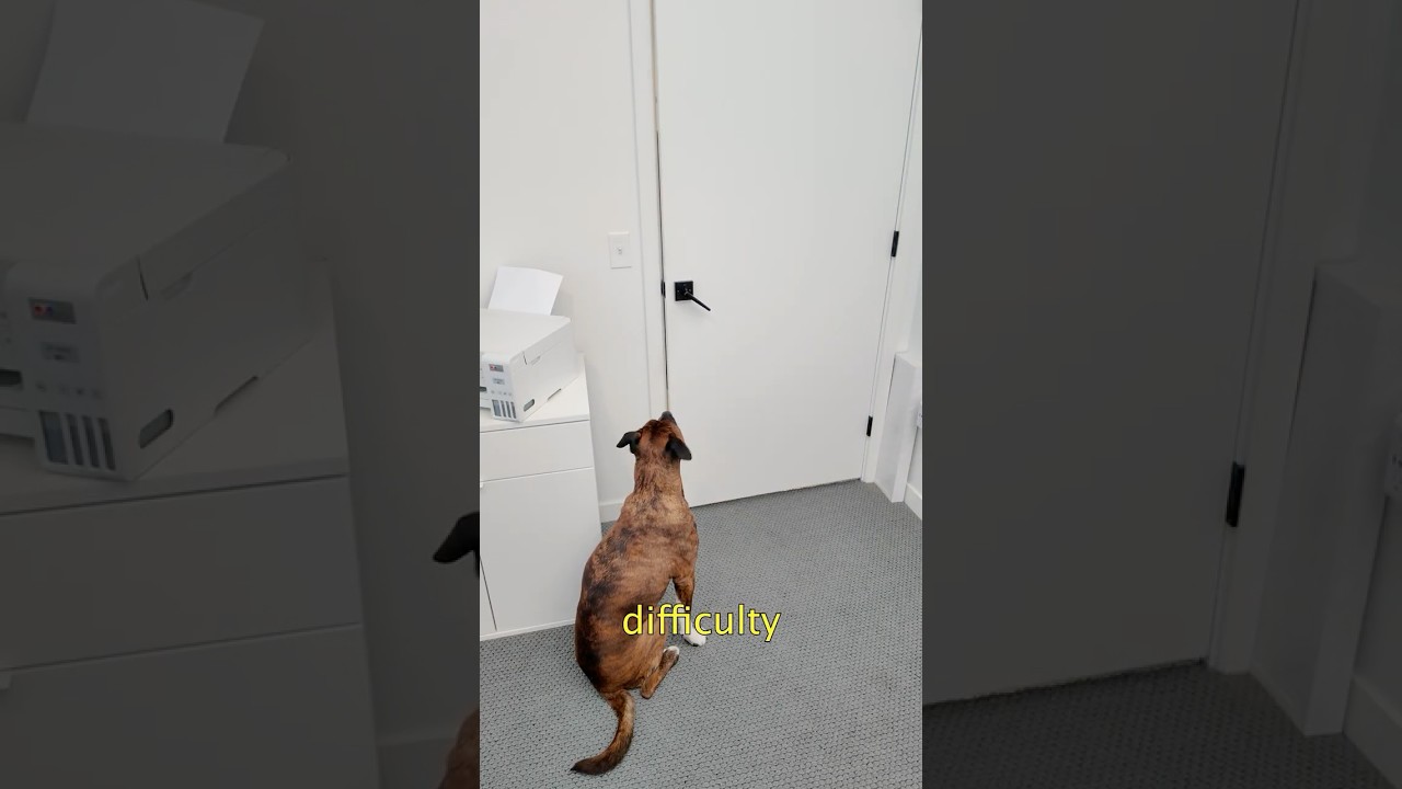 How to Teach Your Dog to Stop Barking When You Go Out of Sight. #dogtraining #dogtrainer #puppy