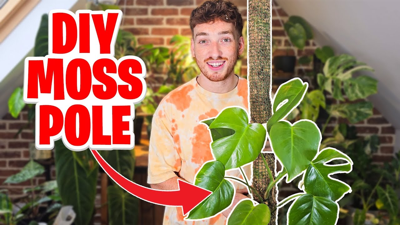 DIY Moss Pole for your Monstera: Watch Your Plants Grow!