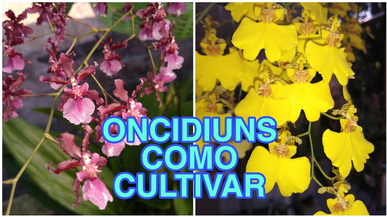 DICAS DE CULTIVO DA ONCIDIUM CHUVA DE OURO E DA CHOCOLATE ou ONCIDIUM SHARRY BABY