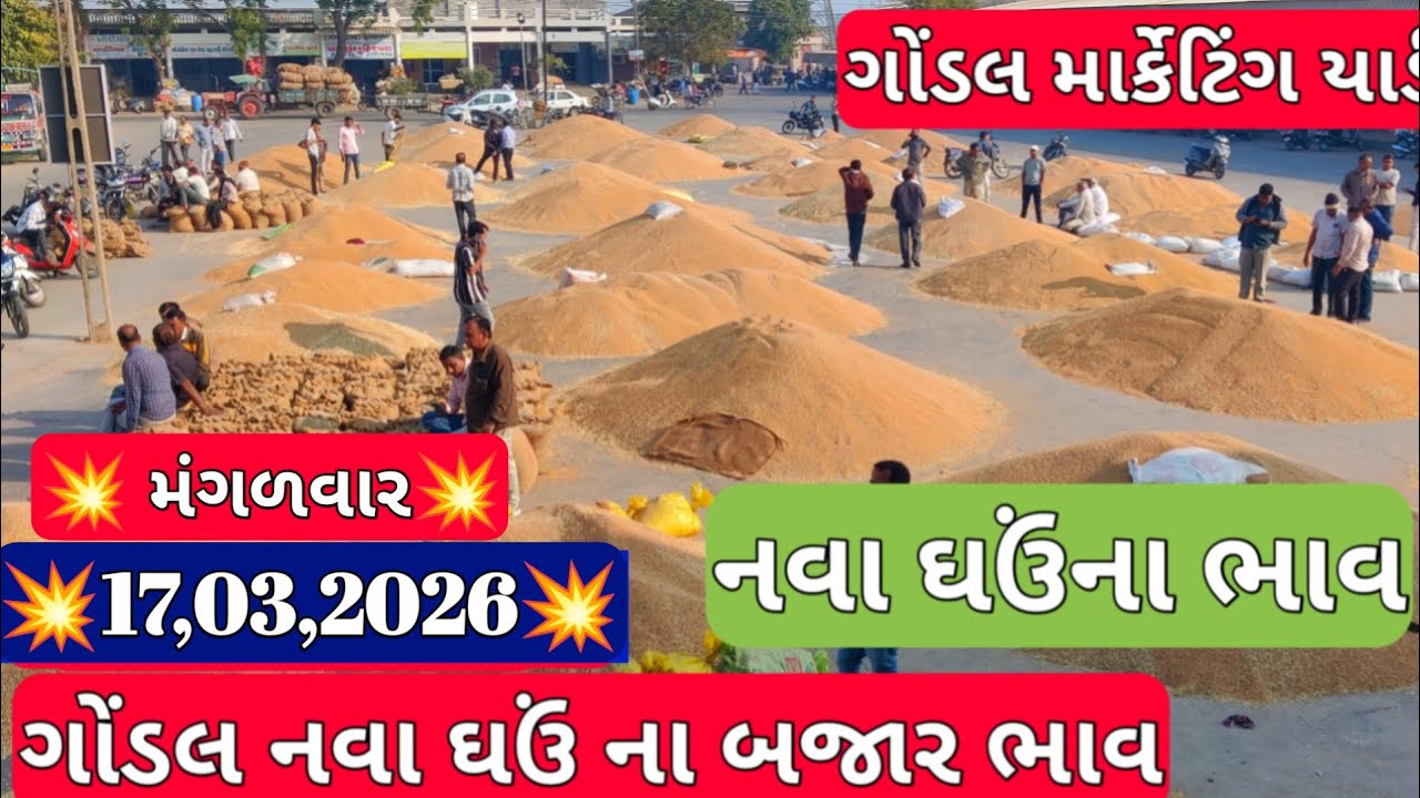 નવા ઘઉં ના બજાર ભાવ / ગોંડલ નવા ઘઉં બજાર ભાવ / નવા ઘઉં ના ભાવ / 17,03,2026