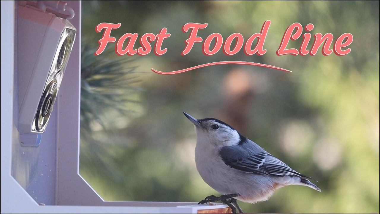 Such an Efficient Fast Food Line (widescreen) | Nuthatches, Chickadees and Titmice