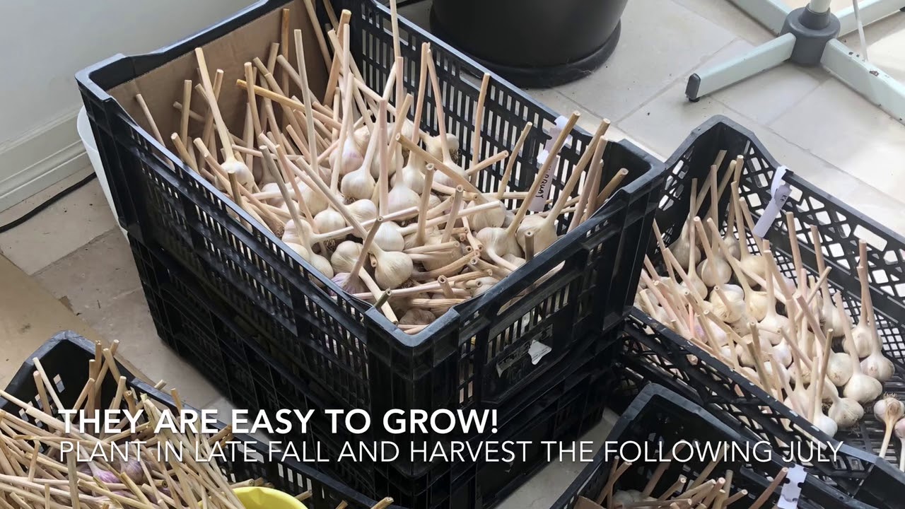Growing hard neck garlic in Ontario, zone 5