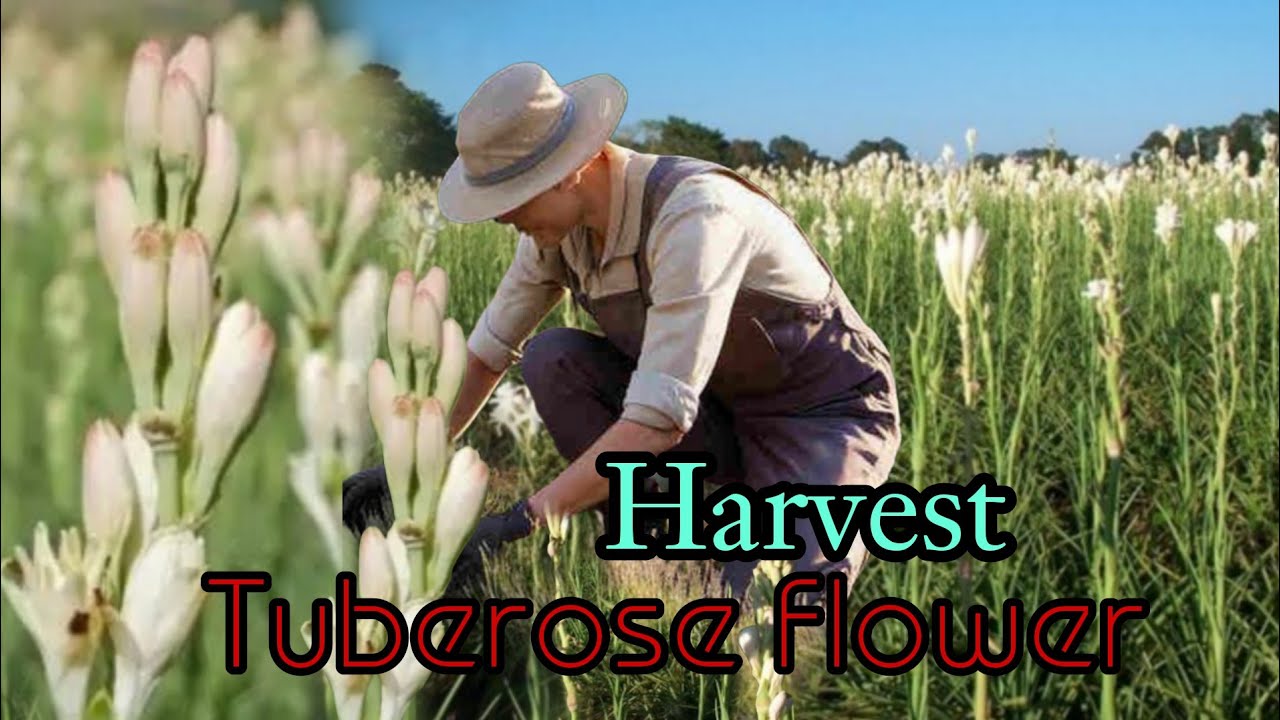 Panen bunga sedap malam | Harvesting tuberose flowers 