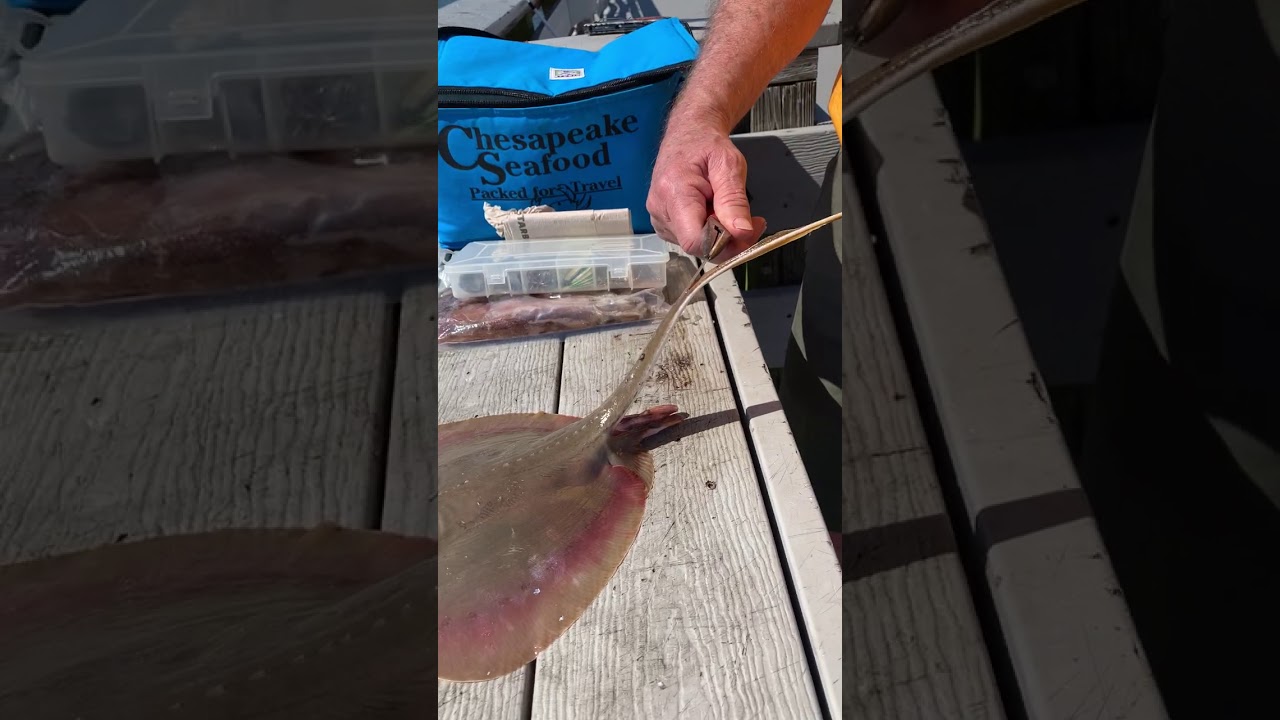 Just where is the barb on a stingray....