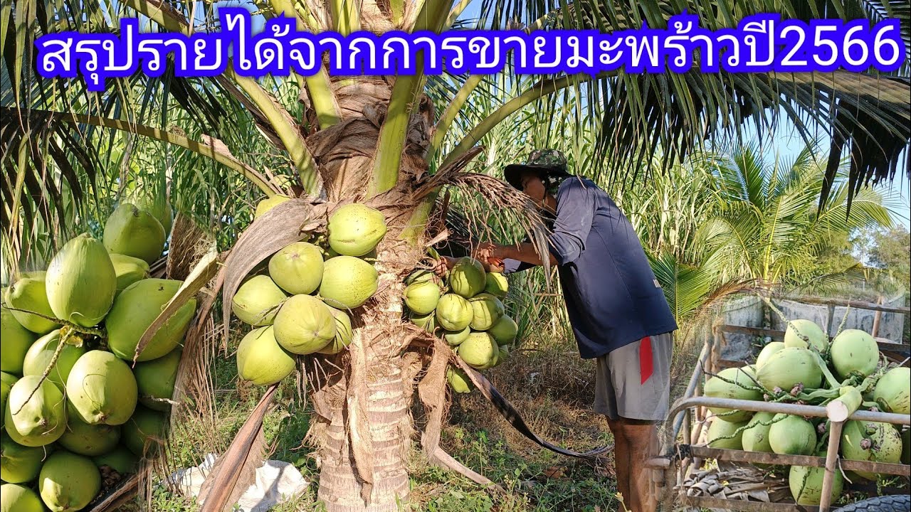 สวนมะพร้าวน้ำหอม สรุปรายได้ปี66
