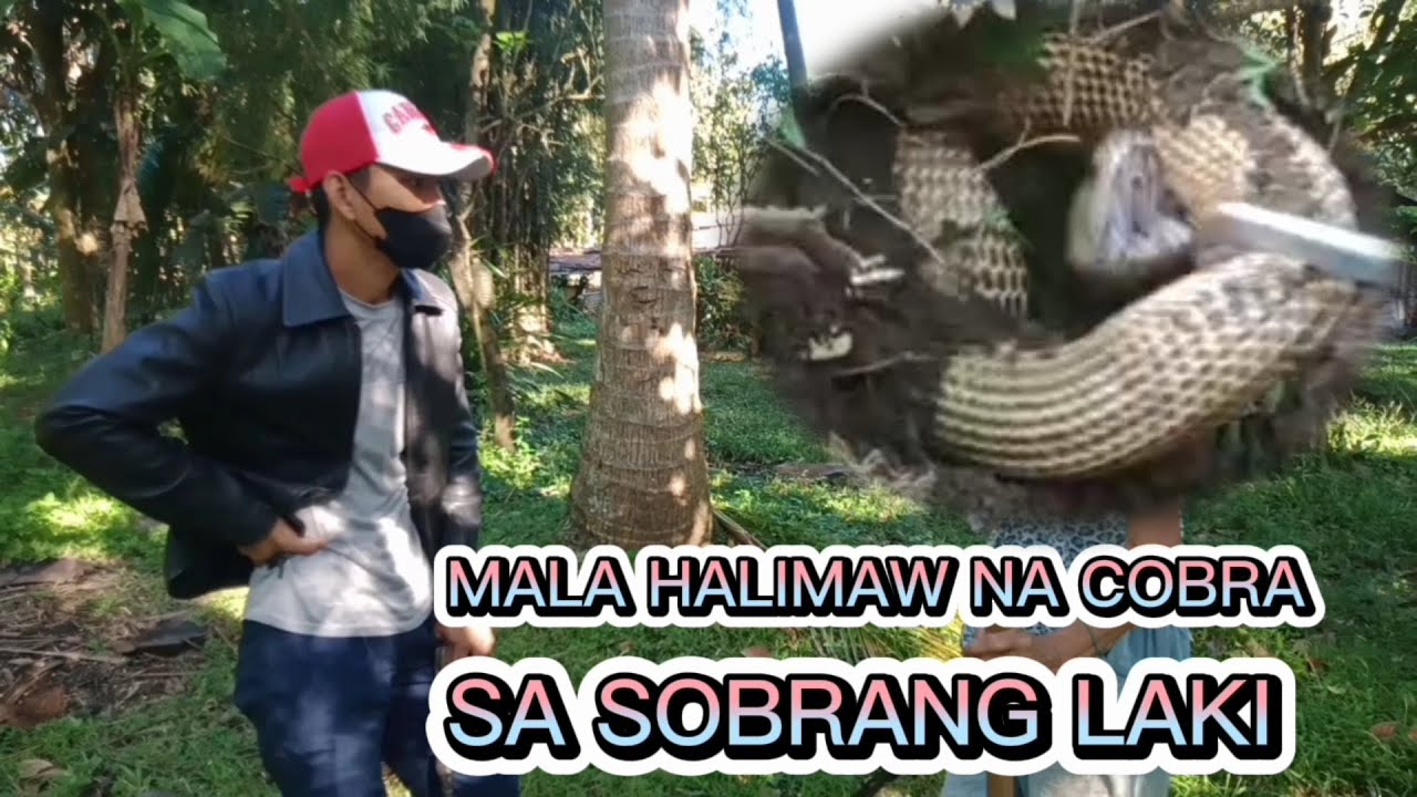 MONSTER COBRA SA SOBRANG LAKI KINILABUTAN SI ATENG.